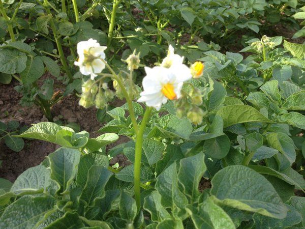 Life Hacks erfahrener Bauern: Warum Blumen aus Kartoffeln pflücken und was gibt es?