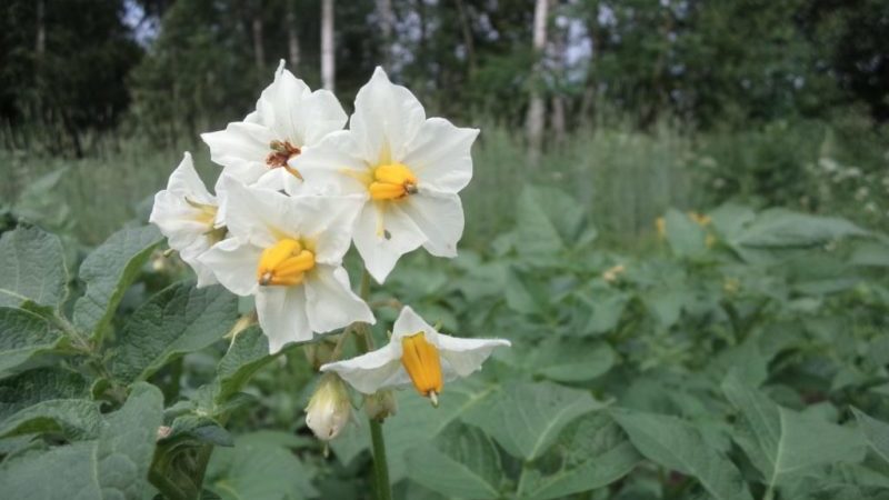 Life Hacks erfahrener Bauern: Warum Blumen aus Kartoffeln pflücken und was gibt es?