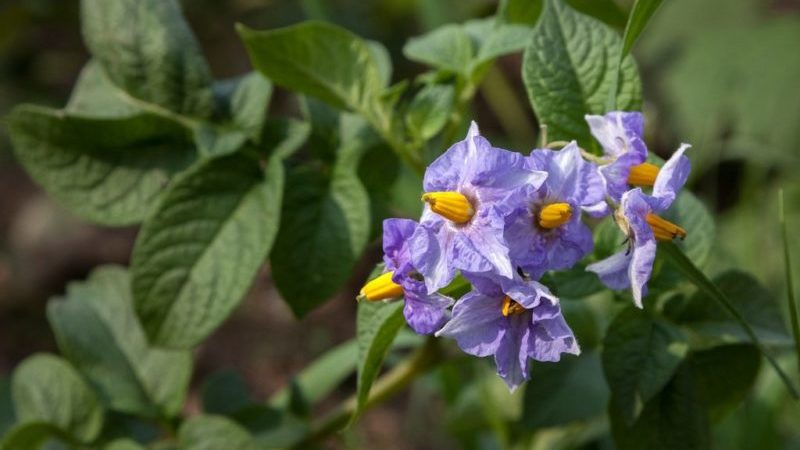 Life Hacks erfahrener Bauern: Warum Blumen aus Kartoffeln pflücken und was gibt es?