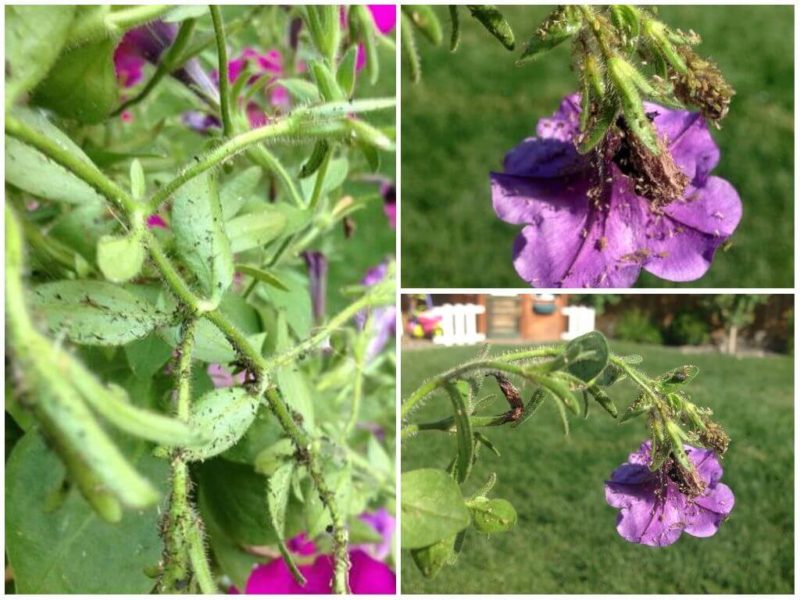 Wachsende ampelöse Petunien und Pflege: Kneifen für eine wunderschöne üppige Blüte