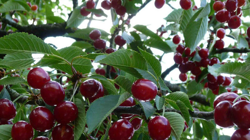 Stachelbeerkompatibilität mit Johannisbeeren und anderen Pflanzen im Garten