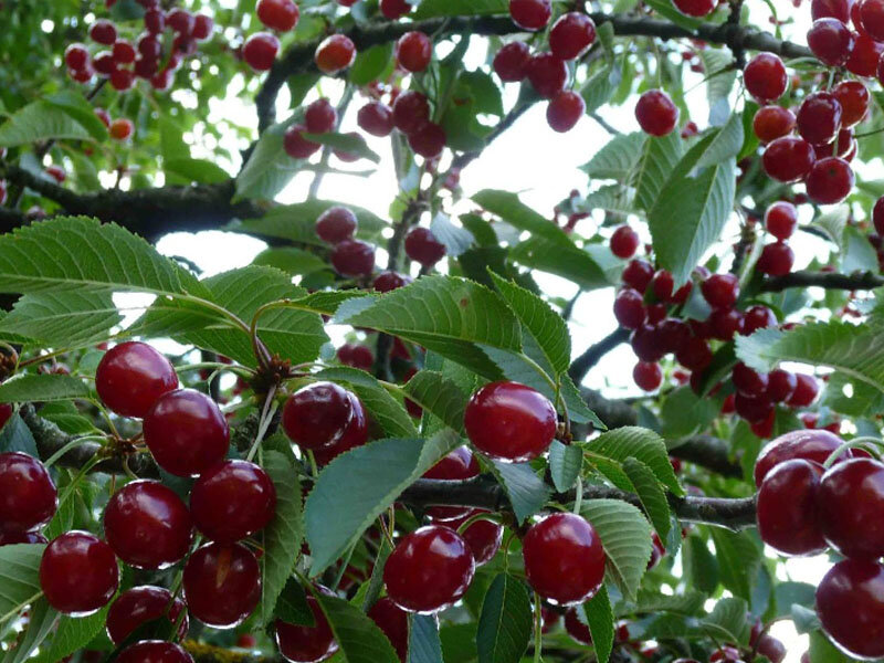 Anleitung zum Umpflanzen von Kirschen im Sommer an einen anderen Ort für unerfahrene Gärtner