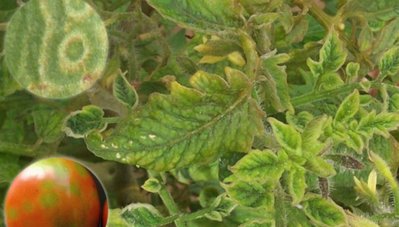 Was tun, wenn auf Tomaten braune Flecken erscheinen? Fotos der betroffenen Tomaten und Möglichkeiten, sie zu speichern