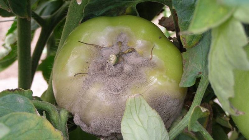 Was tun, wenn auf Tomaten braune Flecken erscheinen? Fotos der betroffenen Tomaten und Möglichkeiten, sie zu speichern