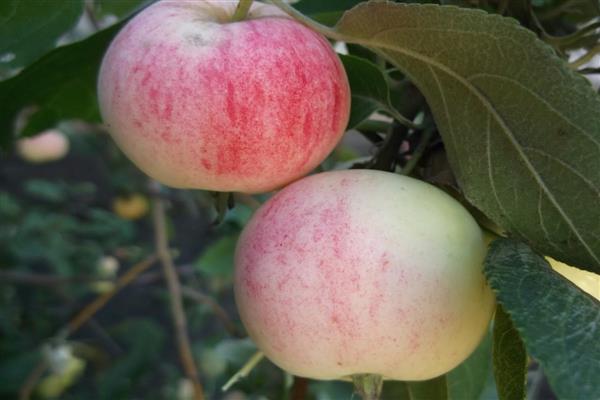 Schritt-für-Schritt-Anleitung zum Pfropfen eines Apfelbaums im Sommer für Anfänger