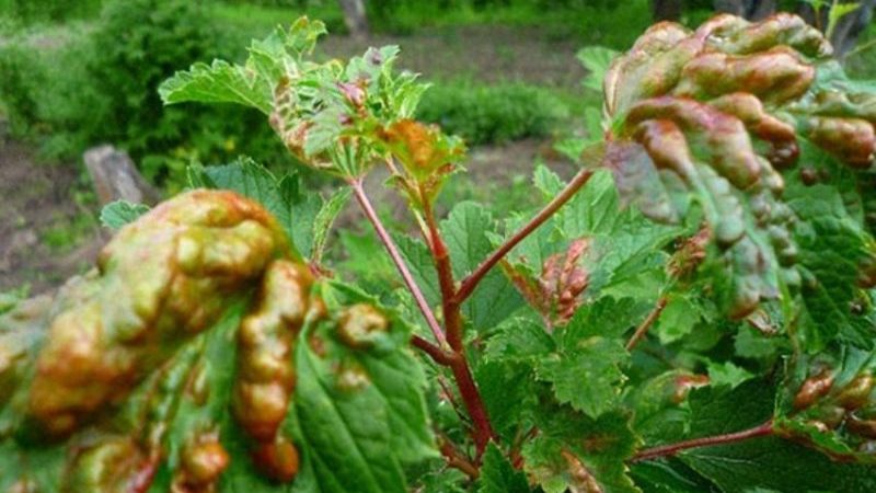 Was ist Johannisbeer-Anthracnose und wie geht man mit dieser Krankheit um?