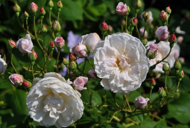 Anleitung für Gärtneranfänger: Wie man eine Kletterrose mit Stecklingen im Sommer schrittweise vermehrt