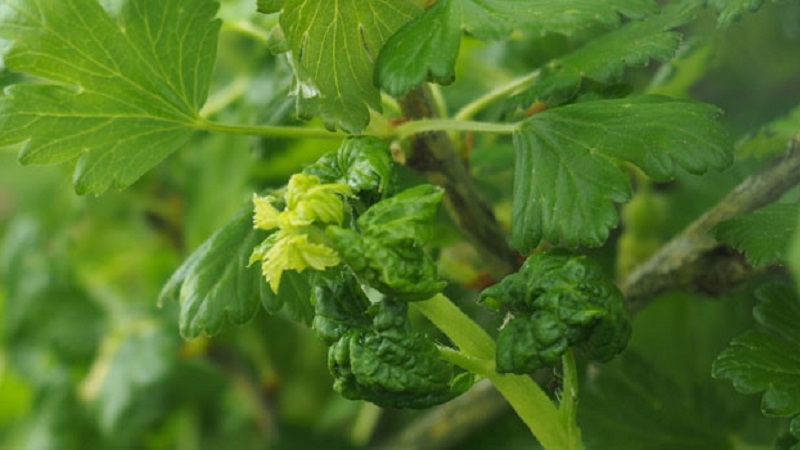 Was ist gefährlich für Blattläuse auf Stachelbeeren und wie geht man effektiv damit um?