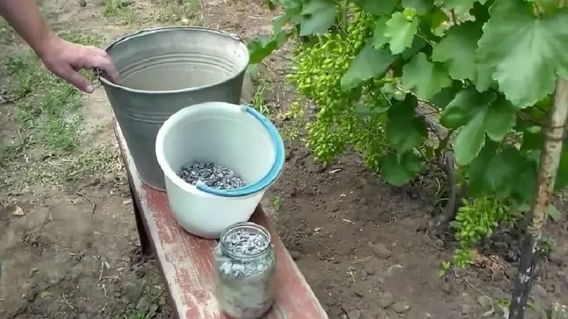 Was ist nützlich, um Trauben im Sommer mit Asche zu füttern und wie man sie richtig anwendet?