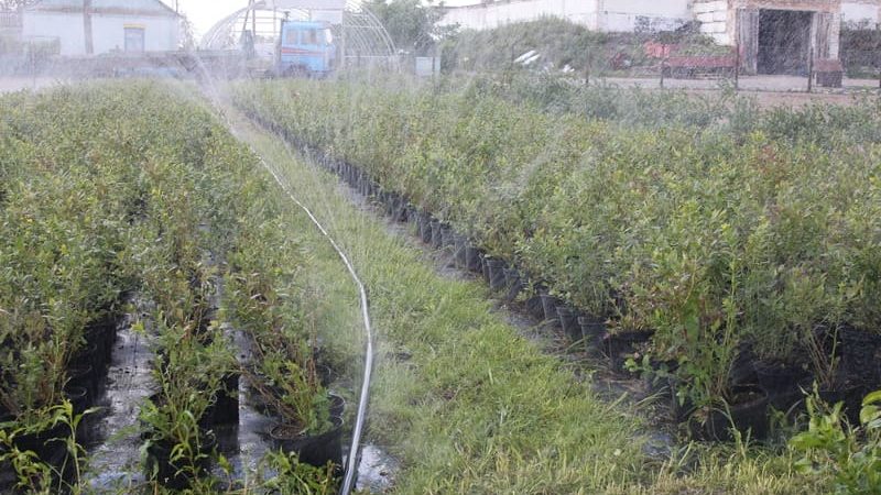 Wie man restliche Himbeeren im Sommer kneift und ist dieses Verfahren notwendig