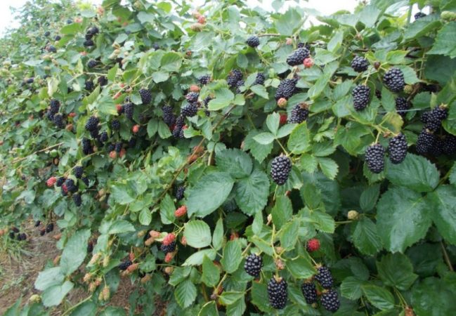 Stachelbeerkompatibilität mit Johannisbeeren und anderen Pflanzen im Garten