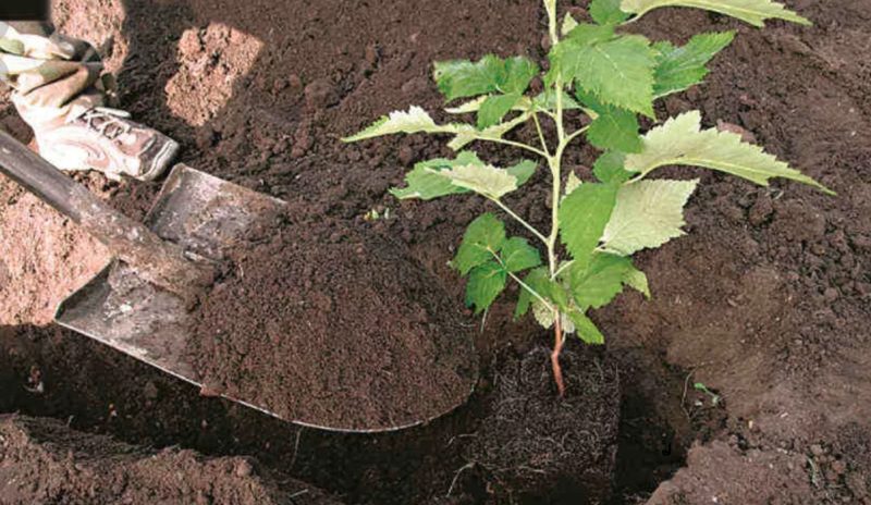 Wir verpflanzen Himbeeren im Frühjahr an einen neuen Ort