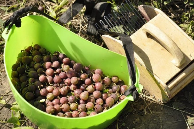 Wenn Stachelbeeren reifen und wie man ihre Reife bestimmt