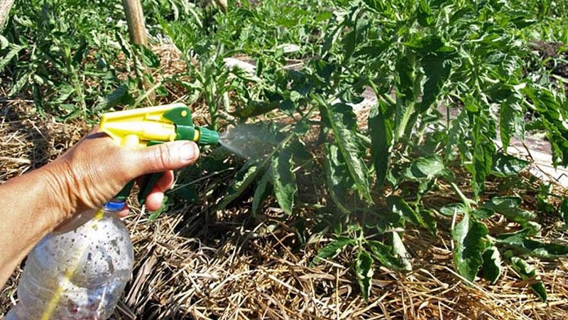 Anleitung zur Verarbeitung von Tomaten aus der Spätfäule mit Jod und Borsäure: Wir bekämpfen die Krankheit schnell und effektiv