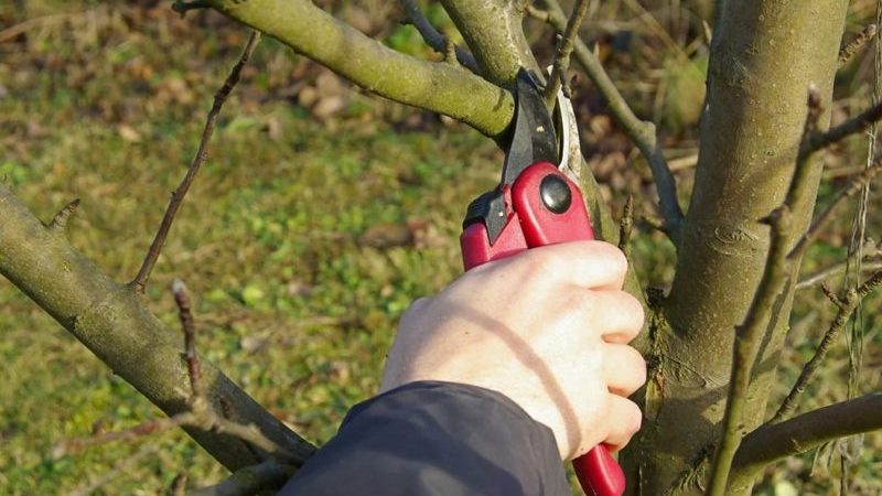 Schritt-für-Schritt-Anleitung zum Beschneiden von Apfelbäumen im Frühjahr für Anfängergärtner