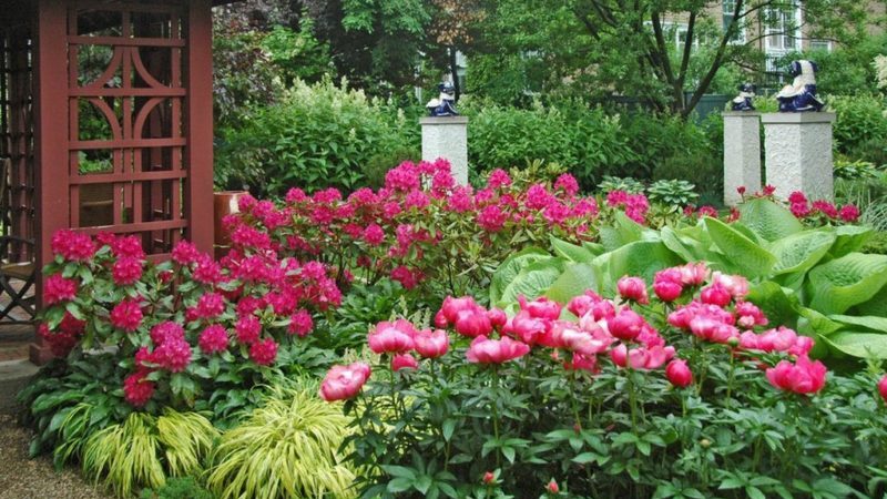 Schritt-für-Schritt-Anleitung zum Pflanzen von Pfingstrosen im Sommer in den Boden für Anfänger Floristen