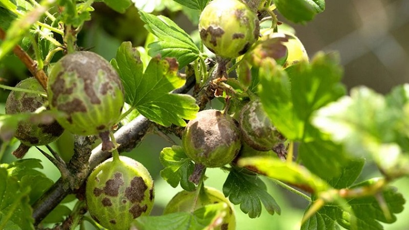 Wie und was Stachelbeeren aus Schorf zu behandeln sind: die wirksamsten Methoden zur Bekämpfung der Krankheit