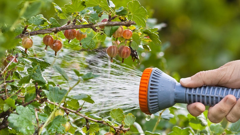 Warum Stachelbeeren keine Beeren haben und wie man sie repariert