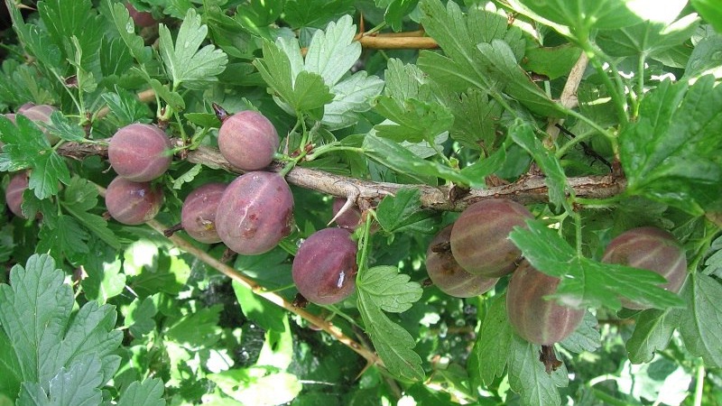 Wie und was Stachelbeeren aus Schorf zu behandeln sind: die wirksamsten Methoden zur Bekämpfung der Krankheit