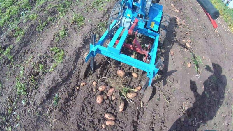 Wie man Kartoffeln mit einem handgeführten Traktor gräbt