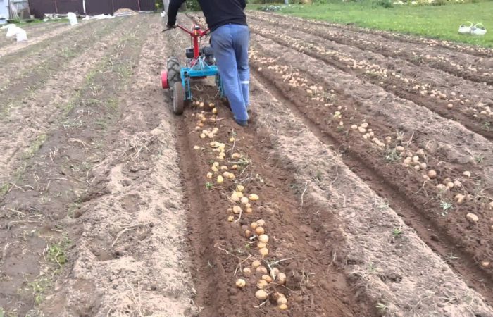 Wie man Kartoffeln mit einem handgeführten Traktor gräbt