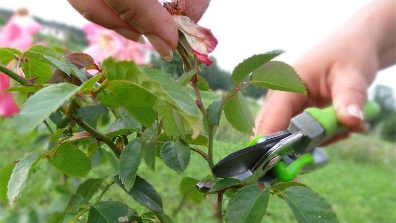 Anleitung für Anfänger: Wie man Rosen nach der Blüte im Sommer beschneidet, damit sie wieder blühen