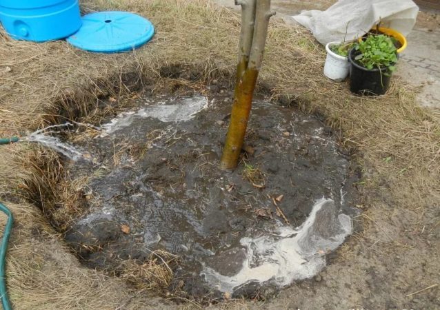 Wie man Kirschen im Sommer richtig gießt: Anleitung für Gärtneranfänger