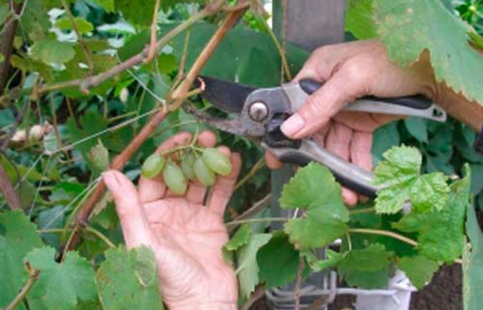 Eine Schritt-für-Schritt-Anleitung zum Beschneiden von Trauben im Sommer für Anfänger