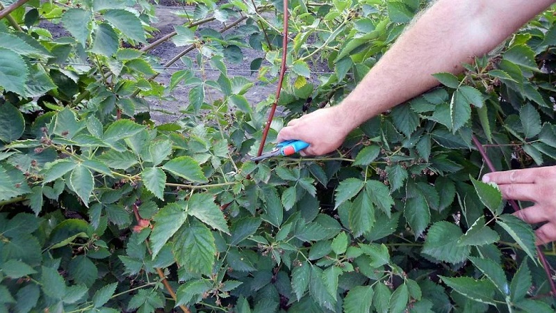 So beschneiden Sie Brombeeren im Sommer richtig: Anweisungen und Diagramme