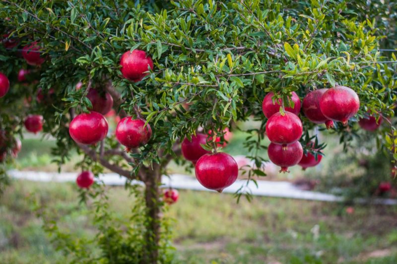 Wie wächst Granatapfel, wo wird er angebaut und wann reift er?