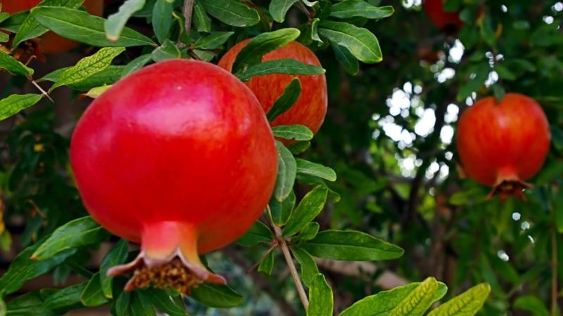 Wie wächst Granatapfel, wo wird er angebaut und wann reift er?