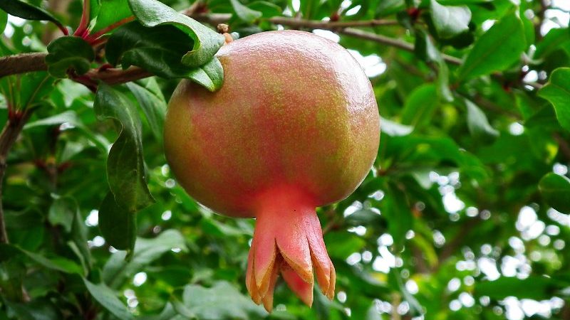 Wie wächst Granatapfel, wo wird er angebaut und wann reift er?