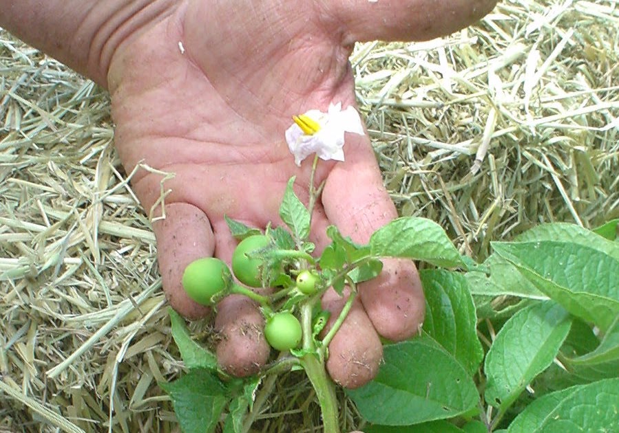 Wann und wie man Kartoffelsamen richtig von Beeren sammelt