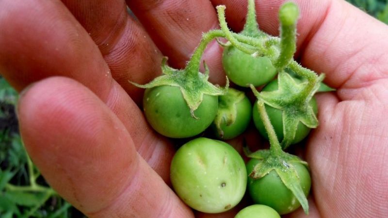 Wann und wie man Kartoffelsamen richtig von Beeren sammelt