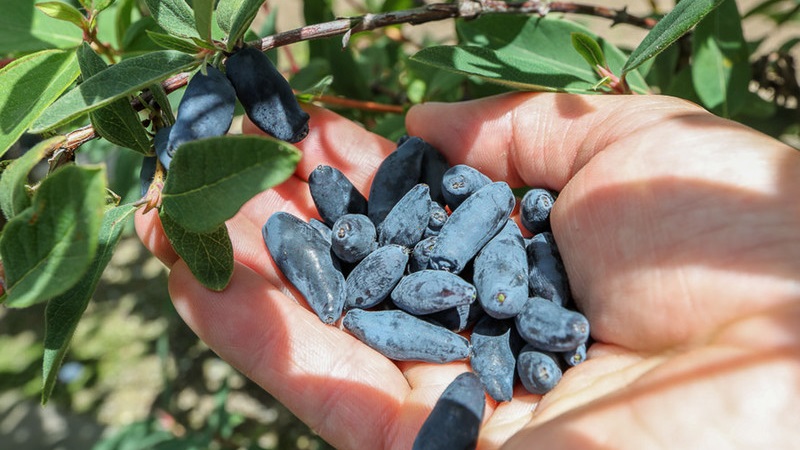 Wann man Geißblatt erntet, wie man es am besten sortiert und verarbeitet