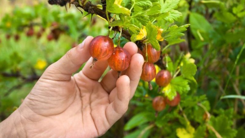 Wenn Stachelbeeren reifen und wie man ihre Reife bestimmt