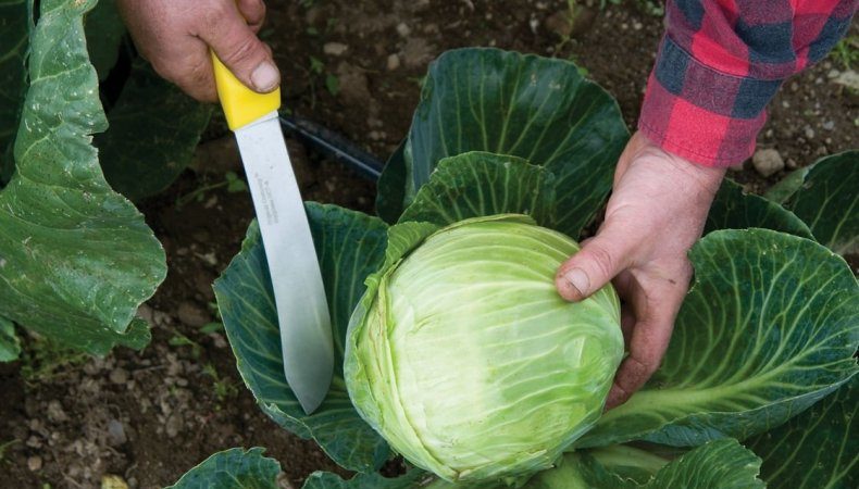 Wann ist es besser, Kohl zum Einlegen zu hacken?