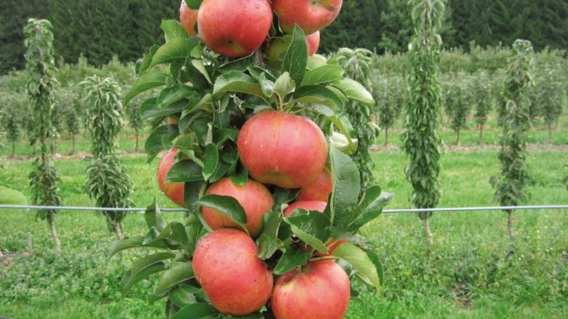 Schritt-für-Schritt-Anleitung zum Pfropfen eines Apfelbaums im Sommer für Anfänger