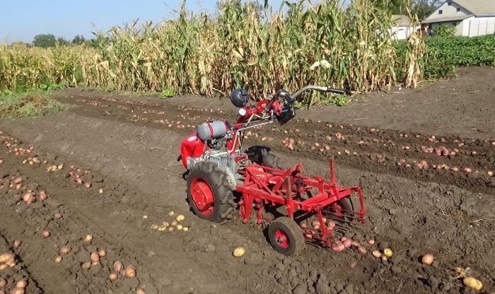 Wie man Kartoffeln mit einem handgeführten Traktor gräbt