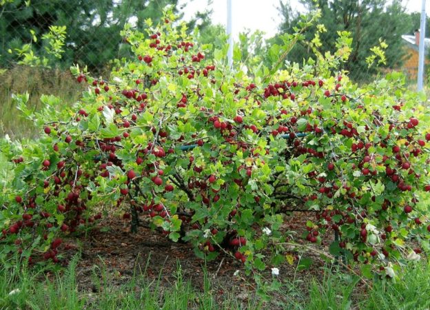 Stachelbeerkompatibilität mit Johannisbeeren und anderen Pflanzen im Garten