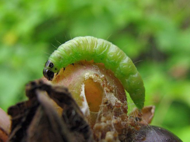 Wer isst Stachelbeeren und wie geht man mit Schädlingen um?