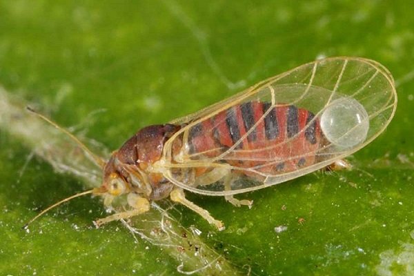 So finden Sie heraus, warum Sanddornblätter im Sommer gelb werden und die Ursache des Problems beseitigen