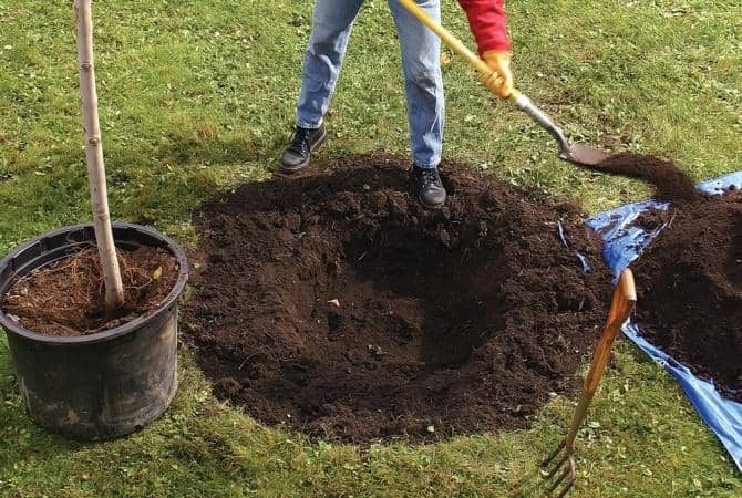 Eine Schritt-für-Schritt-Anleitung zum Pflanzen eines Apfelbaums mit geschlossenen Wurzeln im Sommer