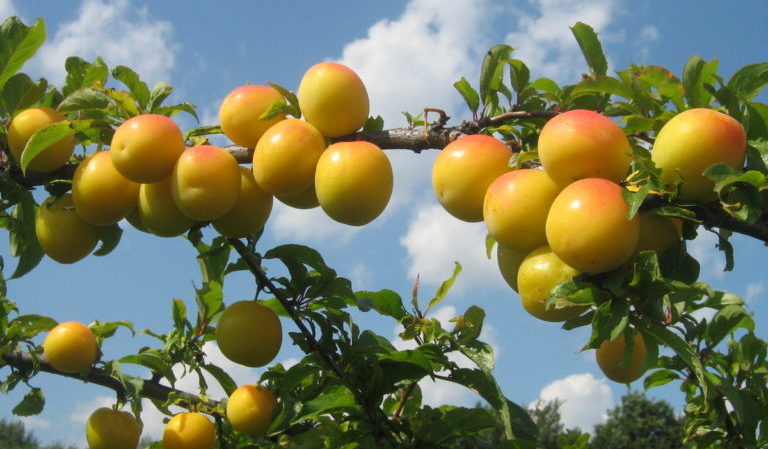 Wie man Kirschpflaumen im Sommer richtig beschneidet: Pläne, Stufen und Tipps zum Thema