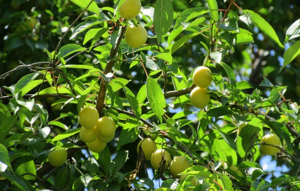 Wie man Kirschpflaumen im Sommer richtig beschneidet: Pläne, Stufen und Tipps zum Thema