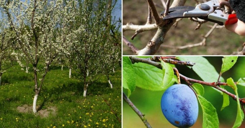 Schritt-für-Schritt-Anleitung zum Beschneiden von Pflaumen im Sommer mit eigenen Händen