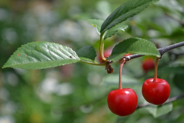 Wofür wird Kirsch im Sommer beschnitten und wie macht man das richtig?