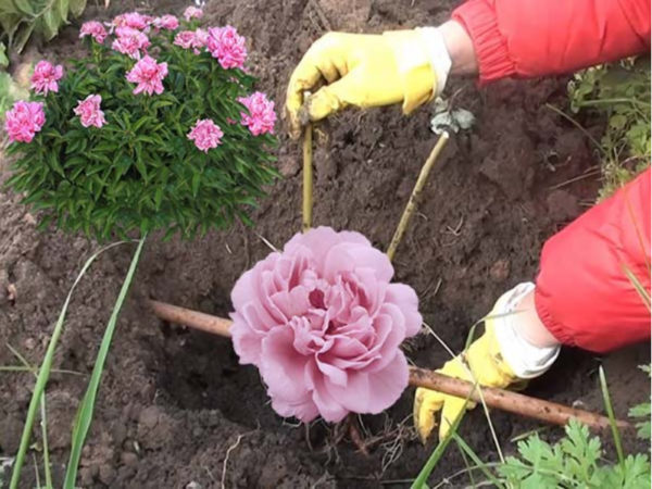 Schritt-für-Schritt-Anleitung zum Pflanzen von Pfingstrosen im Sommer in den Boden für Anfänger Floristen