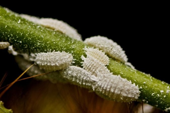 Welche Würmer verderben Geißblattbeeren und wie man sie loswird