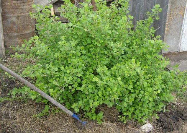 Warum Stachelbeeren keine Beeren haben und wie man sie repariert